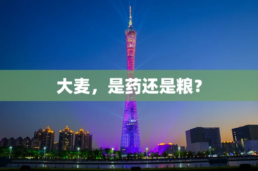 大麦，是药还是粮？