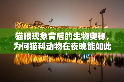猫眼现象背后的生物奥秘，为何猫科动物在夜晚能如此敏锐？