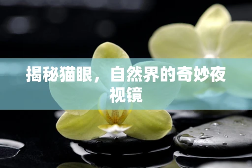 揭秘猫眼，自然界的奇妙夜视镜