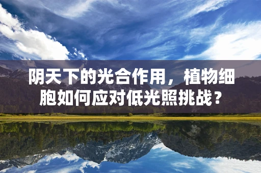 阴天下的光合作用，植物细胞如何应对低光照挑战？