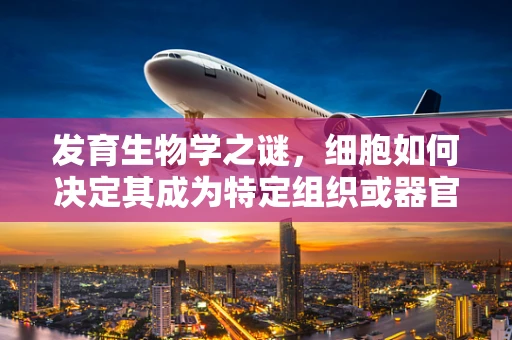发育生物学之谜，细胞如何决定其成为特定组织或器官的命运？