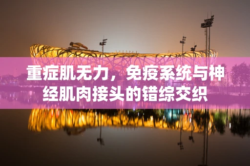 重症肌无力，免疫系统与神经肌肉接头的错综交织
