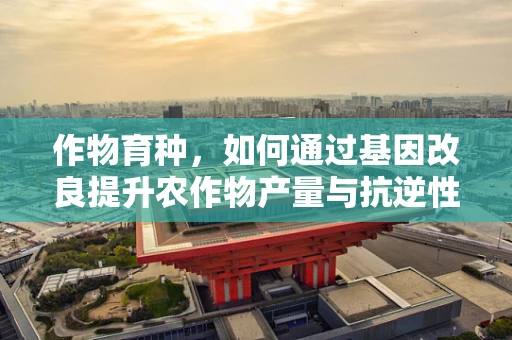 作物育种，如何通过基因改良提升农作物产量与抗逆性？